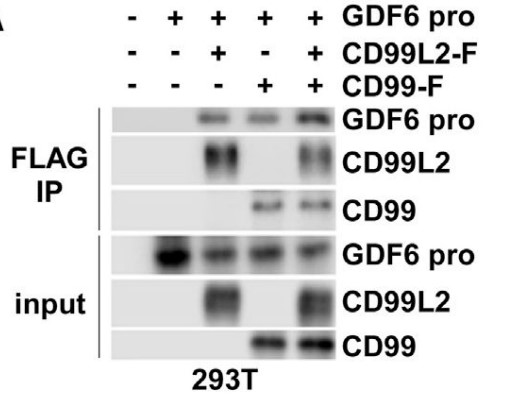 GDF6-6.jpg