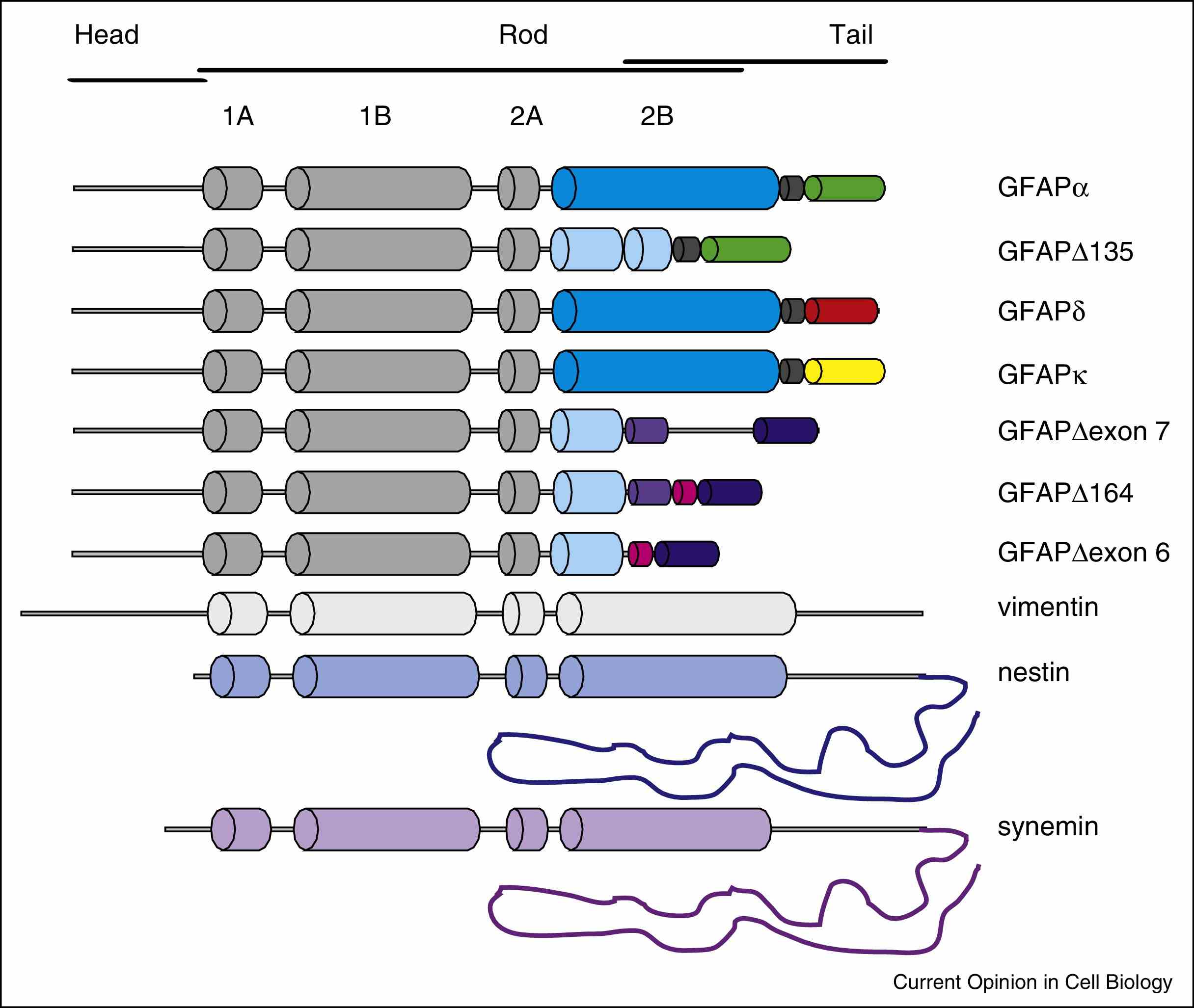 GFAP-7.jpg