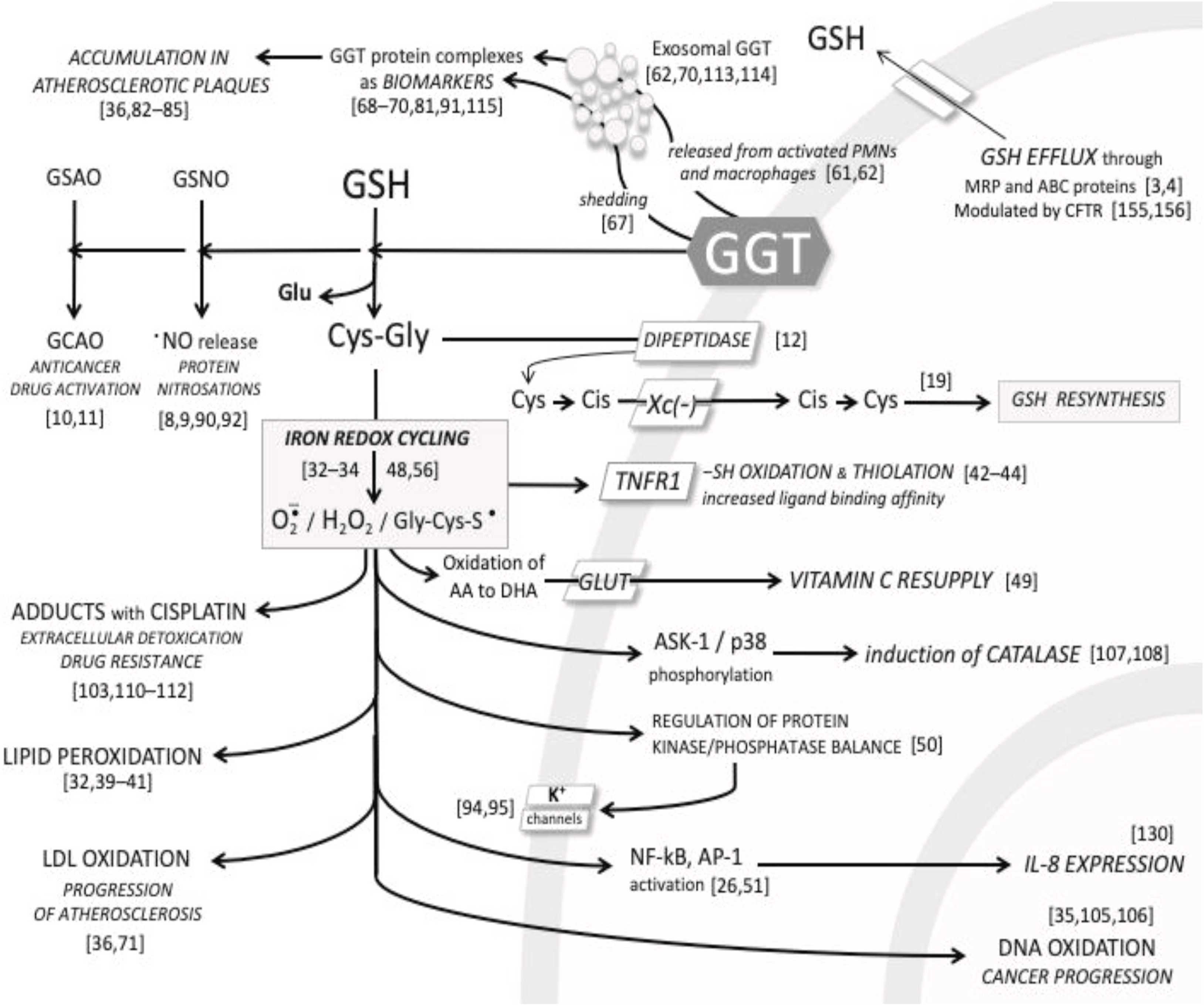 GGT1-7.jpg