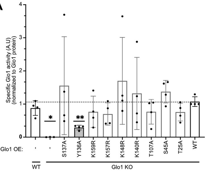 GLO1-3.jpg