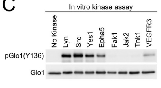 GLO1-4.jpg