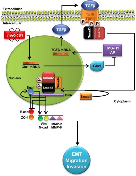 GLO1-8.jpg