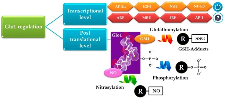 GLO1-9.jpg