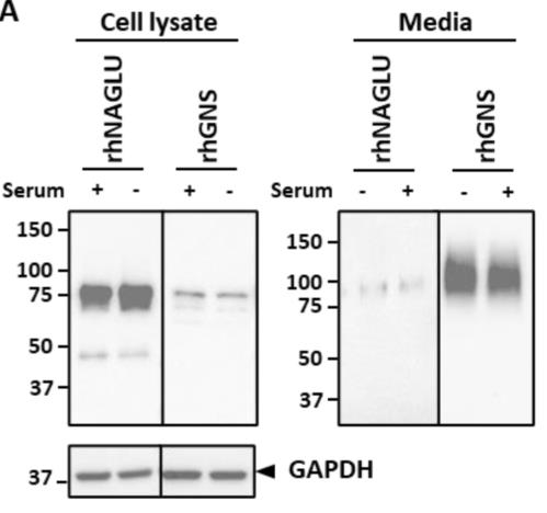 GNS-1.jpg