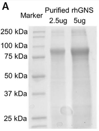 GNS-3.jpg
