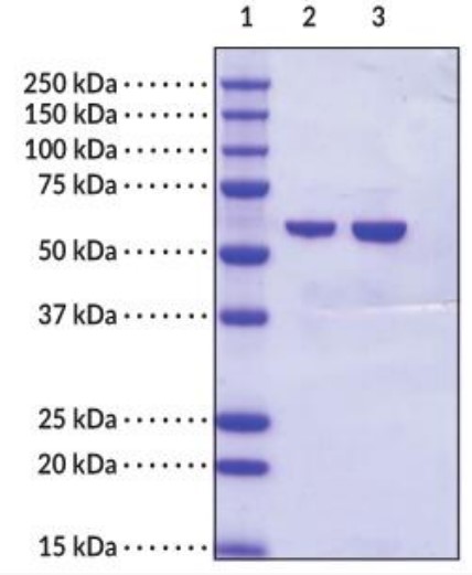 GPI-1.jpg