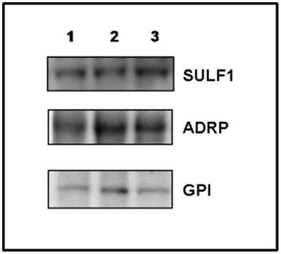 GPI-4.jpg