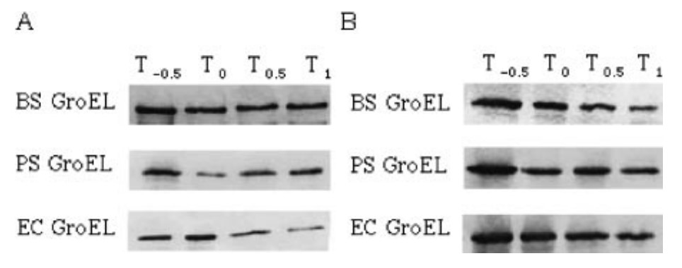 GROEL-2.jpg