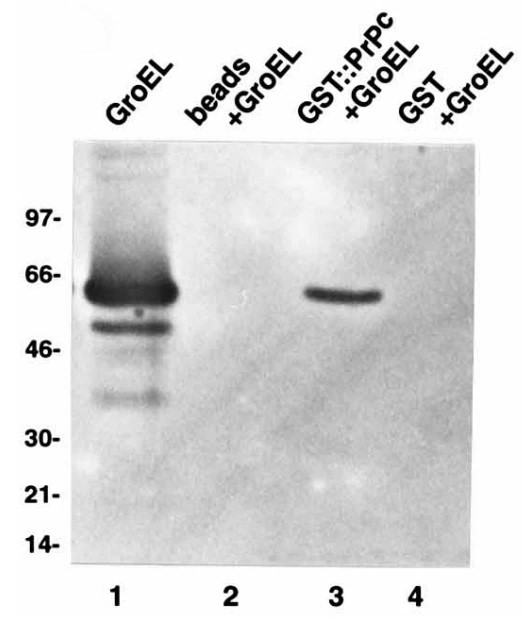 GROEL-4.jpg