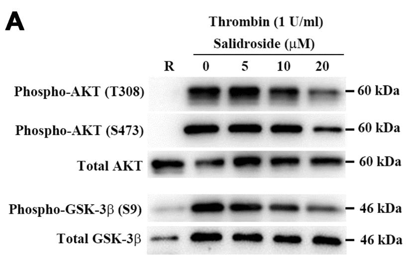 GSK3B-2350H-1.jpg