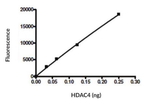 HDAC4-2.jpg