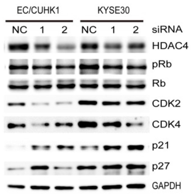 HDAC4-4.jpg