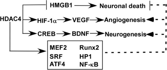 HDAC4-7.jpg