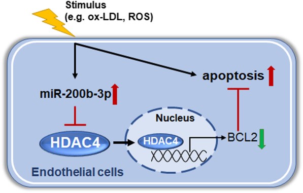 HDAC4-8.jpg