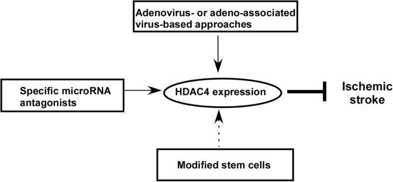 HDAC4-9.jpg