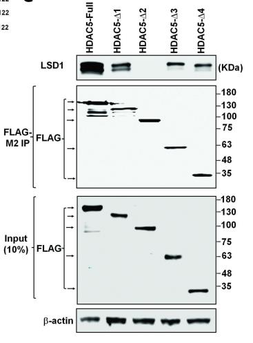 HDAC5-1.jpg