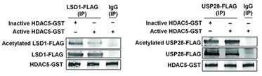 HDAC5-2.jpg