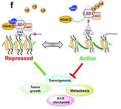 HDAC5-7.jpg