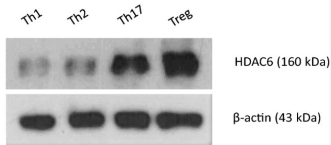 HDAC6-3.jpg