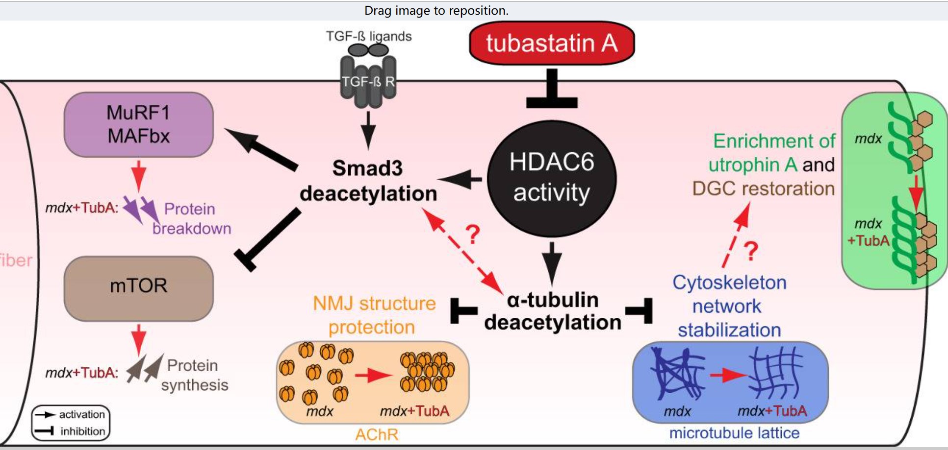 HDAC6-6.jpg