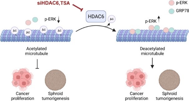 HDAC6-7.jpg