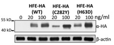 HFE-1.jpg