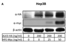 HFE-2.jpg