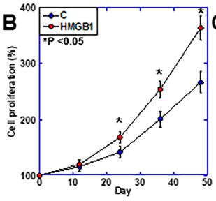 HMGB1-3.jpg
