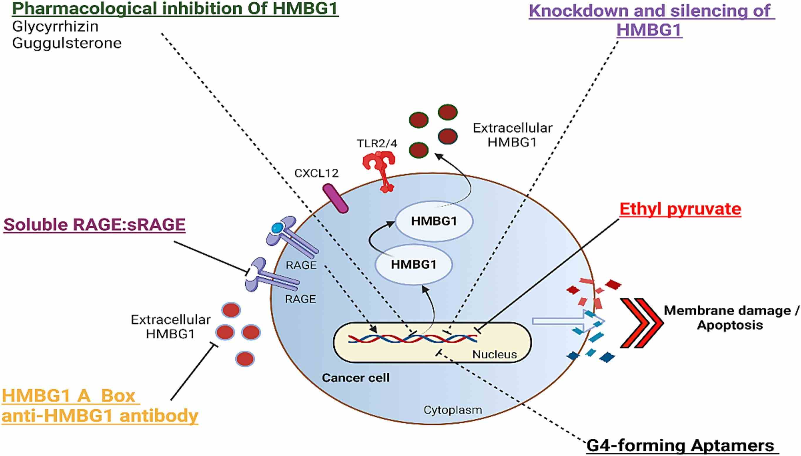 HMGB1-7.jpg