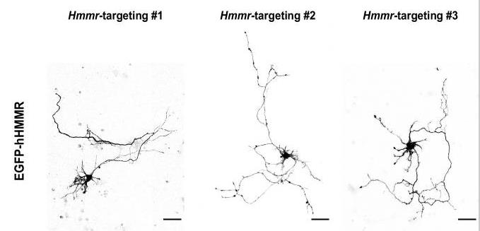 HMMR-7742M-1.jpg