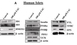 HMOX1-2.jpg