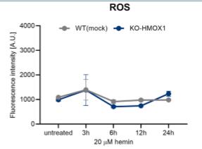 HMOX1-4.jpg
