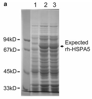 HSPA5-1.jpg
