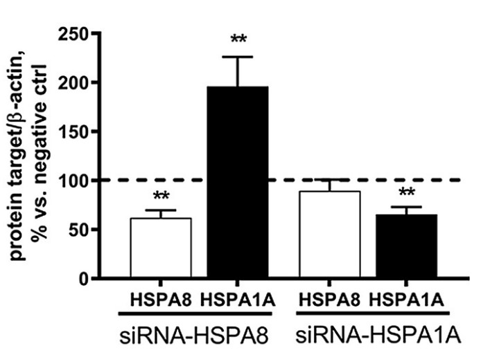 HSPA8-5.jpg