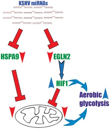 HSPA9-8.jpg