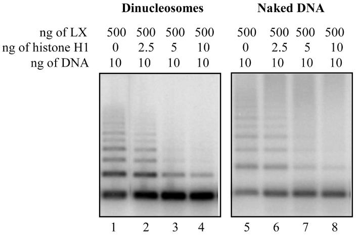Histone-52C-1.jpg
