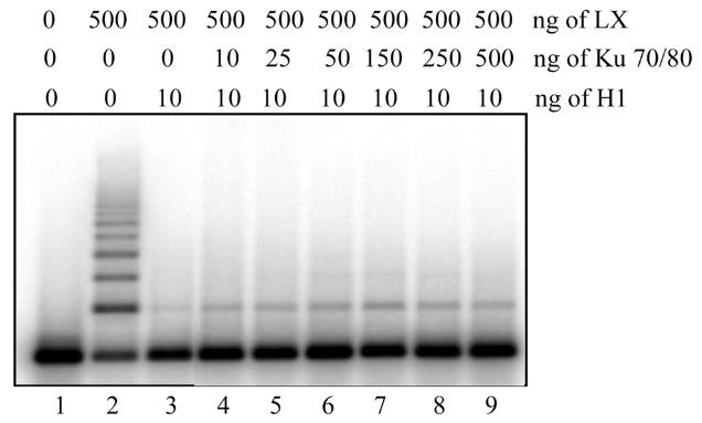 Histone-52C-2.jpg