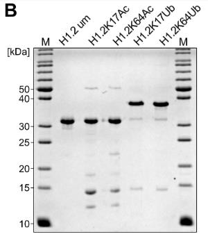 Histone-52C-3.jpg