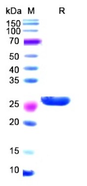 IDE-2.jpg