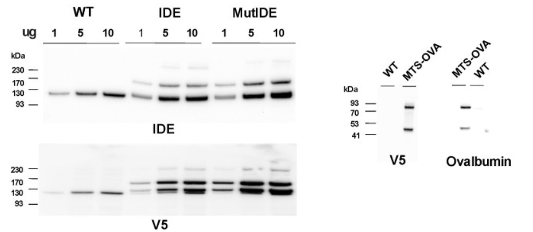 IDE-3.jpg