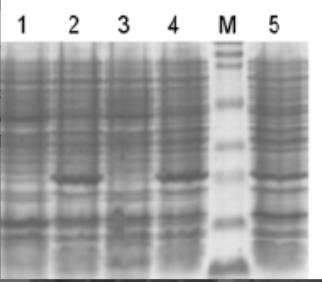 IFNA8-1022CCL-3.jpg