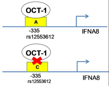 IFNA8-1022CCL-5.jpg