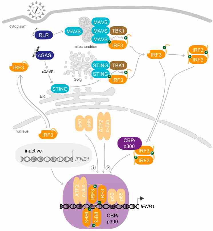IFNB1-7.jpg