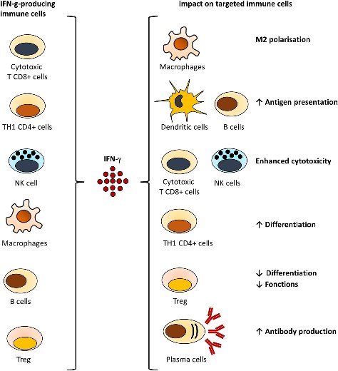 IFNG-9.jpg