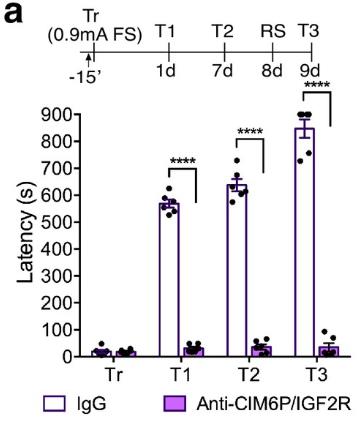 IGF2R-3.jpg