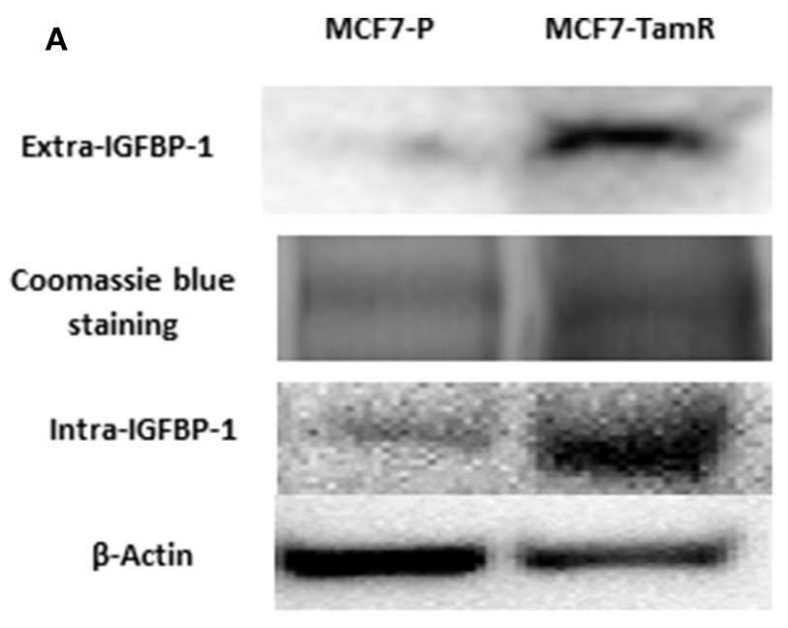 IGFBP1-5.jpg
