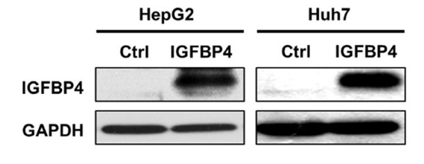 IGFBP4-3.jpg