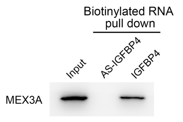 IGFBP4-5.jpg