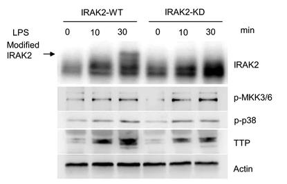 IRAK2-4.jpg