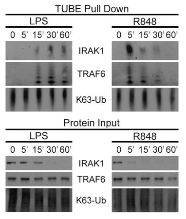 IRAK4-3.jpg